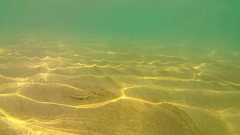 Underwater view Stock Footage 96383079