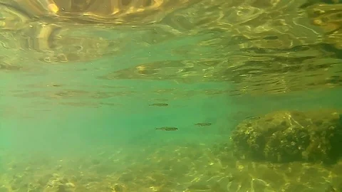 Underwater view Video stock 105475327