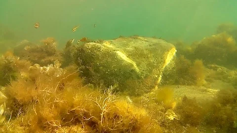 Underwater view Stock Footage 105476445