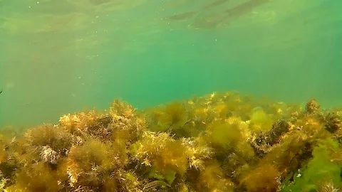 Underwater view Stock Footage 105476943