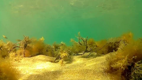 Underwater view Stock Footage 105477691
