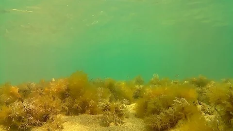 Underwater view Stock Footage 105477880