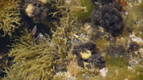 Underwater view Stock Footage 109440315