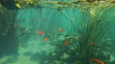 Underwater view 스톡 동영상 310564063