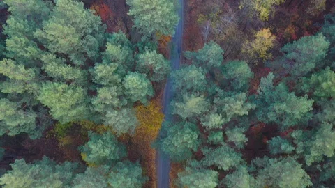 Underwater view of a forest with road Stock Footage