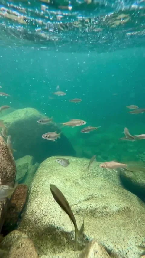 Underwater View of Fresh Water Fish in Jungle Stream Stock Footage 341268603