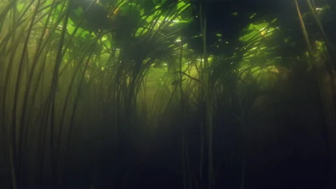 Underwater view of the freshwater lake with tiny fish and green plants Stock Footage