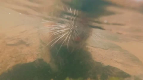 Underwater view, front side, Nutria swimming on water chasing camera Vídeo Stock 331378594