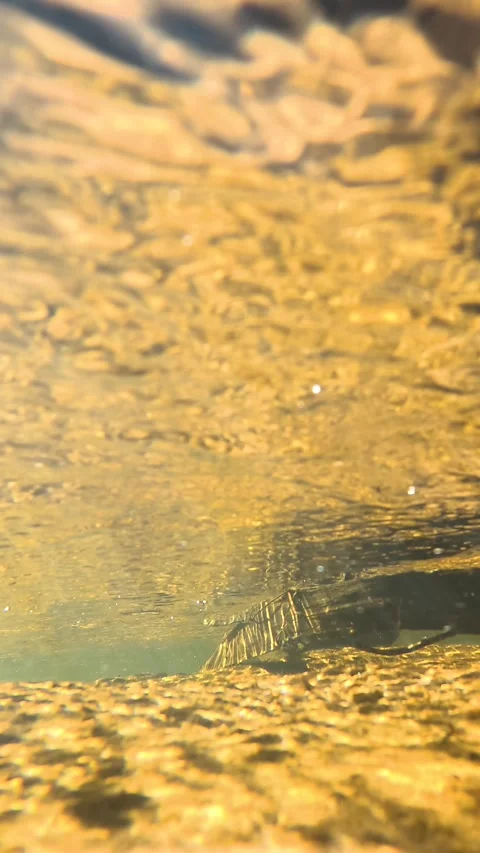 Underwater View of Golden Sunlight Filtering Through Freshwater Stream Stock Footage 341836832