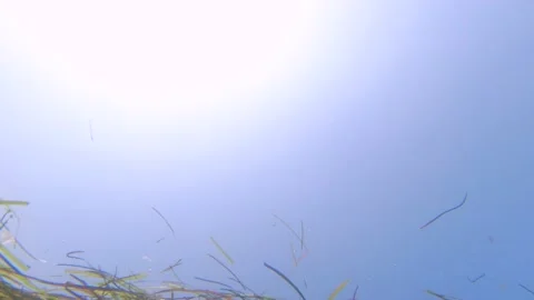Underwater view of grass floating on the surface Stock Footage 160971360