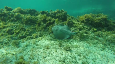Underwater view of a green field Stock Footage 155401988