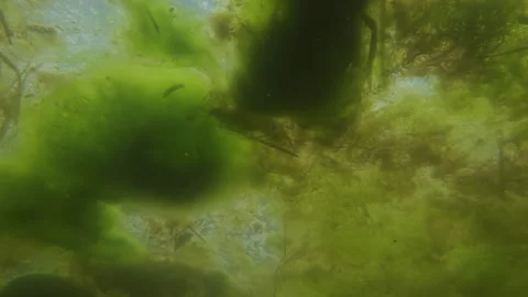 Underwater view of green spirogyra algae and hornwort canopy in a swamp. Stock Footage 335469938