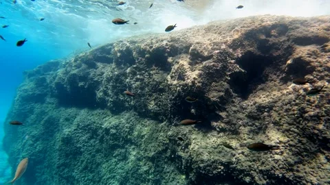 Underwater view, group of black fish. Cleary sea. Super slow motion 4K Stock Footage 255379944