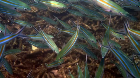 Underwater view of a group of Blue fish Fusilier in Andaman Sea. Stock Footage 245722687