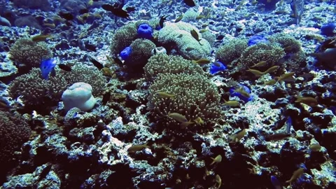 Underwater view of group of fish on bottom of sea, Maldives Stock Footage 171194378