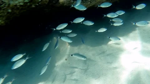 Underwater view, group of fish. Super slow motion 4K 库存影片 313988250