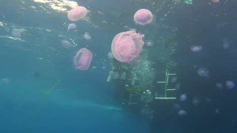 Underwater View Group Of Jelly Fish Scuba Diver Stock Footage 102605685