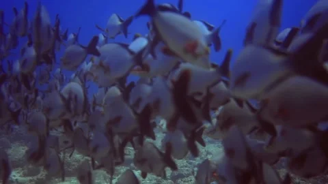 Underwater view of group silver fish near the rocky bottom. Maldives 動画素材 171375975