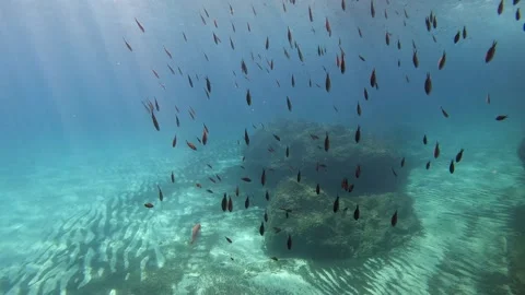 Underwater view group small blacks fish in clear sea water. Super slow motion 4K Video stock 253550839