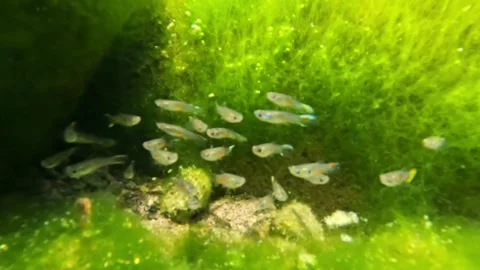 Underwater view of a group of small fish in a green mossy river Stock Footage 323149815