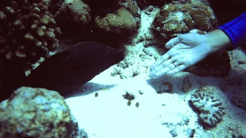 Underwater view of hand with ring stroking the moorea. Maldives Stock Footage 171376691