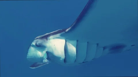 Underwater view of hovering Giant oceanic manta ray ( Manta Birostris ) Stock Footage 95477668