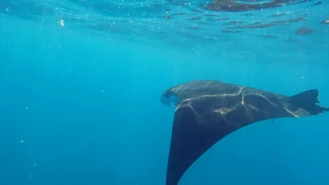 Underwater view of hovering Giant oceanic manta ray ( Manta Birostris ) Stock Footage 95477756