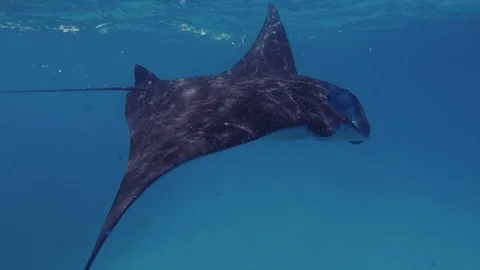 Underwater view of hovering Giant oceanic manta ray ( Manta Birostris ) Stock Footage 95477909
