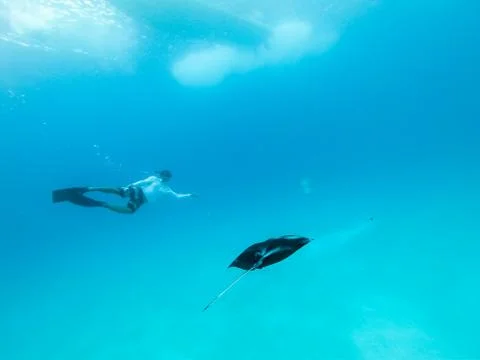 Underwater view of hovering Giant oceanic manta ray, Manta Birostris , and man Stock Photos