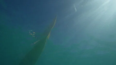 Underwater view of kayaking Stock-Footage 80420310