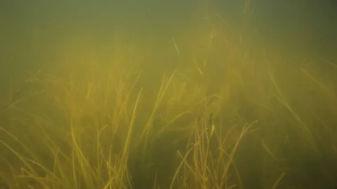 Underwater view of Kopacki rit, floodplain of the Danube River Stock Footage 125597927