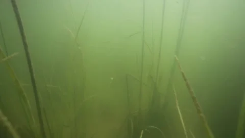 Underwater view of the lake called Vransko jezero in Croatia Stock Footage 143167668