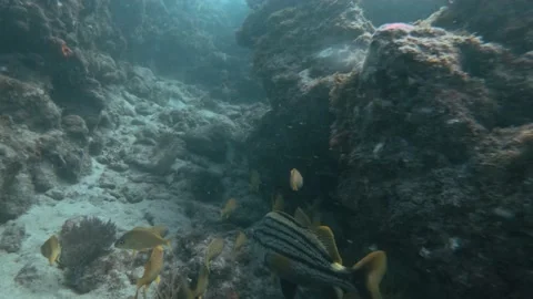 Underwater view of a large rock Video stock 155400259