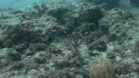 Underwater view of a large rock Stock Footage 155404237