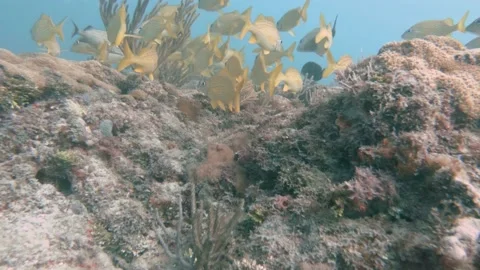 Underwater view of a large rock Stock Footage 155404575
