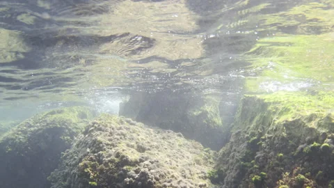 Underwater view of large rocks covered in algae, with the water surface Stock Footage 343230269