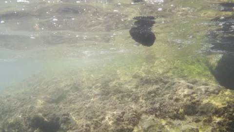 Underwater view of large rocks covered in algae and marine growth, with small Stock Footage 343234770
