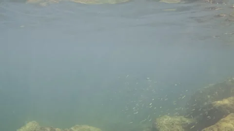 Underwater view of large rocks covered in vibrant green and brown algae and Stock Footage 343545059