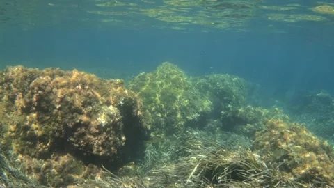 Underwater view of large rocks covered in algae beneath clear blue water, Stock Footage 344829131