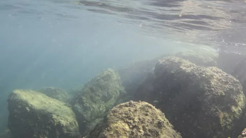 Underwater view of large rocks on the ocean floor, covered with algae and marine Stock Footage 343545857