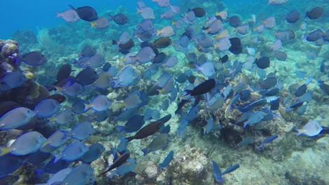 Underwater View Of Large School Of Blue Fish Stock-Footage 148795424