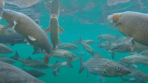 Underwater view of large school of carp and stripped bass Stock Footage 127175525