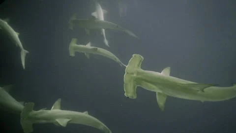 Underwater View of Large School of Hammerhead Sharks Swimming in Murky Water Fro Stock Footage 149139416