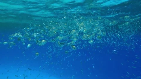 Underwater View of a Large School of Tropical Fish in Blue Ocean Stock-Footage 337718259