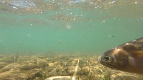 Underwater View Of Large Trout Fish Swimming Away In River 스톡 동영상 233457396