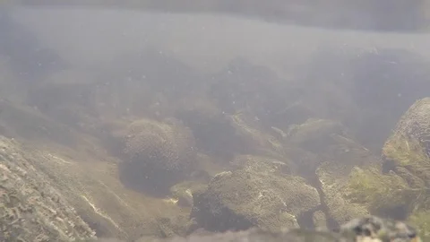 Underwater View in the Lehigh River Stock Footage 76086688