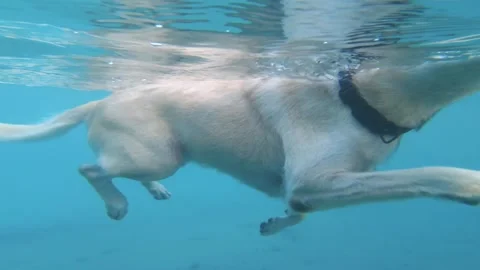 Underwater view of a light brown dog swimming dog swim way pose back and forth k Stock Footage 253458790