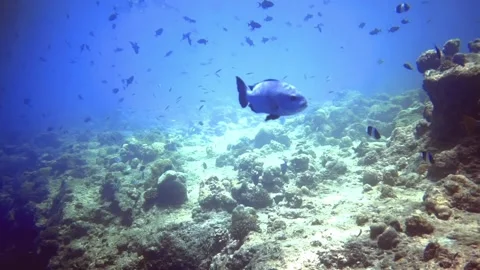 Underwater view of lonely silver fish swim among other fishes 動画素材 171375948