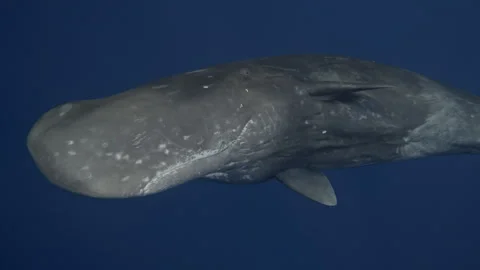 Underwater view of lonely Sperm Whale giant swimming to camera. Wildlife marine Stock Footage 257889958