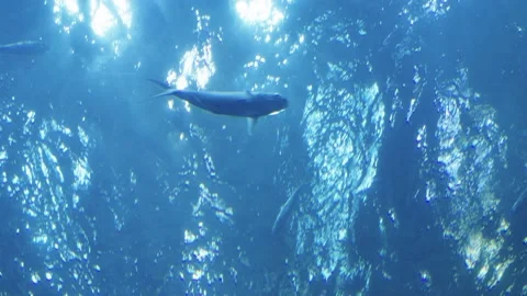 Underwater view looking up at the bright sunlight reflecting on the ripplin.. Stock Footage 342781945